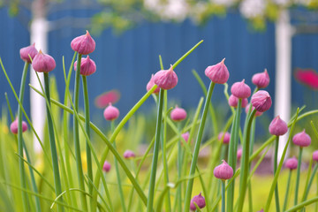 Unripe pink buds of decorative garlic allium in the garden on the background of greenery and flowering apple trees