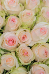 Beige roses background. White roses horizontal seamless pattern. White roses arrangement. vertical photo