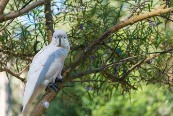 Blue-eyed cockatoo