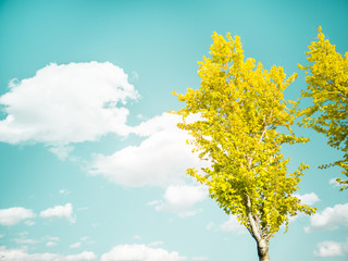 Naklejka na ściany i meble yellow tree and blue sky