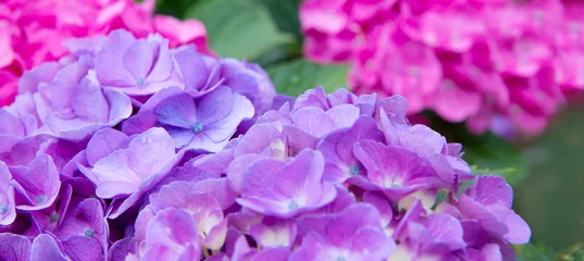 Tuinposter Pink and blue hydrangea in the summer garden. © Swetlana Wall