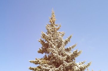 winter fir tree against the sky