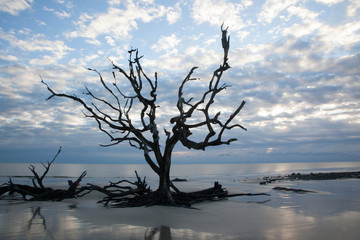 Fototapeta na wymiar Driftwood on a sandy beach with reflection