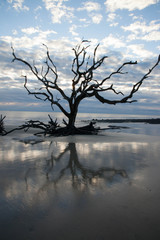 Fototapeta na wymiar Driftwood on a sandy beach with reflection