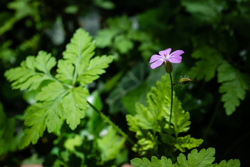 Fototapete bei efototapeten.de bestellen   