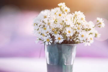 Blooming chamomile flowers in a Aluminum pot with warm sunlight decoration in the garden. Wedding outdoor