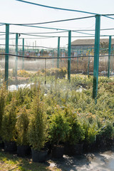 Obraz premium row of coniferous trees in greenhouse. plants outside a nursery for sale in spring. Nursery for plants. vertical photo