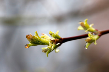 flore au printemps
