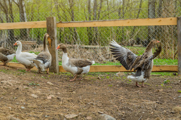 Гуси на фоне сельского двора Geese on the background of a rural yard