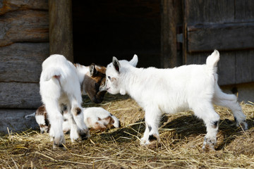 small goat kids standing in front off shed