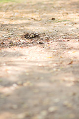 Dry leave falling on the floor in the forest