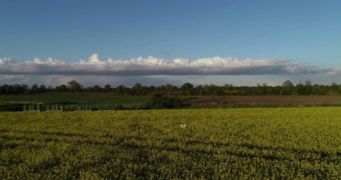 Bienenstockkasten - Magazinbeuten an einem Rapsfeld