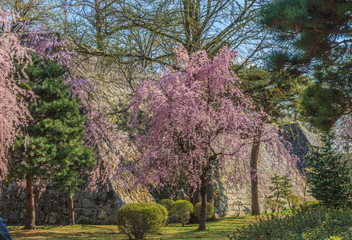 春の盛岡城の風景