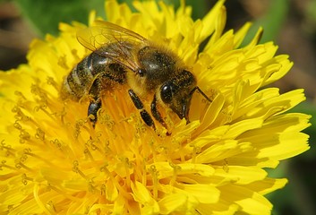 Bee on dandelion flower in the meadow, closeup