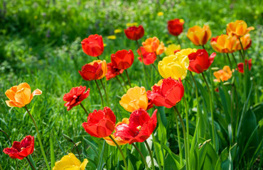 Fototapeta premium Bright spring tulip bud on the tulip field 