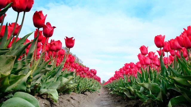 Red tulips growing in a field during springtime in Holland. Low angle view with the camera sliding along the tulips