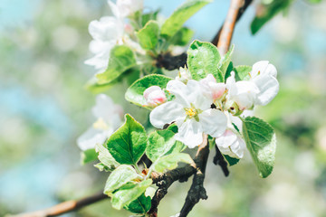 Blooming apple tree branches with white flowers in a fruit garden against a blue sky, selective focus