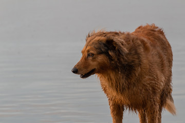 dogs enjoying on the beach in Atxabiribil, Sopelana, vizcaya. photos taken at sunset