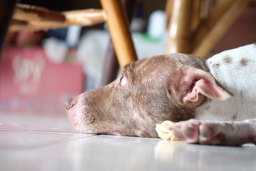 Old brown dog sleep on the cement floor behind the blurred.