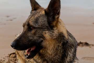 dogs enjoying on the beach in Atxabiribil, Sopelana, vizcaya. photos taken at sunset