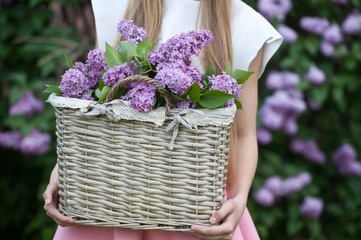 Lilac flowers in basket. Gardening.