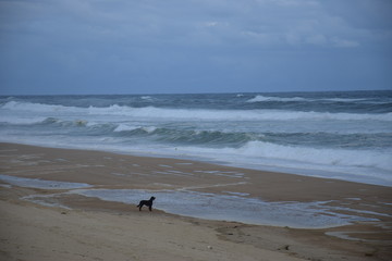 Chien regardant l'océan sur une plage landaise