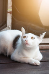Kitten White cat sitting and enjoy on wood terrace with sunlight