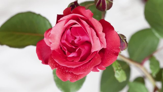 Time lapse of red rose growing blossom from bud to big flower on green leaves background, 4k movie.