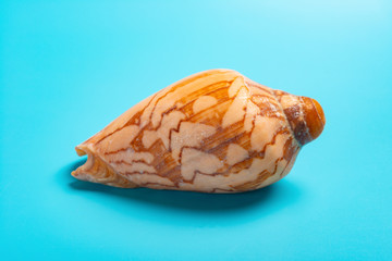 conch shell on a blue background