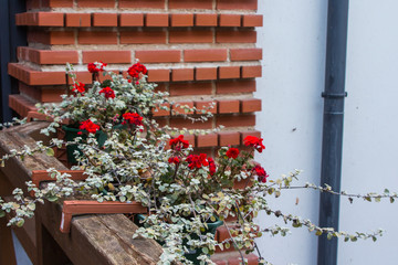 Red flowers in a flowerpot on the background of a brick wall