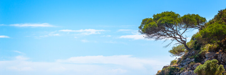 Fototapeta na wymiar Pine tree on a rock on blue sky background, panoramic mediterranean landscape in Menorca Balearic islands, Spain
