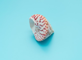 conch shell on a blue background