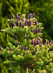 Cones of Korean Fir - Abies koreana