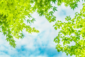Obraz premium 瑞々しい新緑の葉