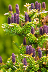 Cones of Korean Fir - Abies koreana