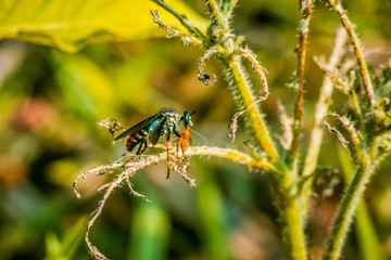 fly on leaf