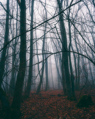 Obraz premium forest in fog