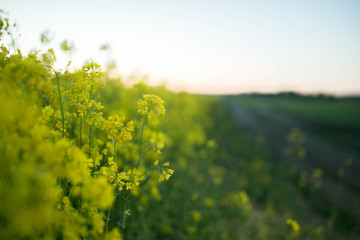Obraz premium yellow flowers in a rapeseed field during flowering