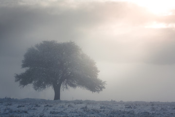 tree in fog