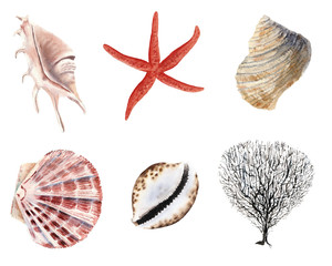 hand drawn beautiful colorful watercolor set of seashells, starfish and clams isolated on white background