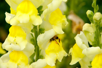 Fototapeta premium Yellow Snap Dragon 