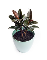 Young Ficus Melany - one of the varieties of Ficus elastica