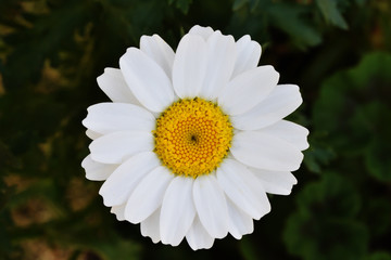 白い花