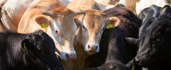 heads of blonde d'aquitaine calves between dark cows