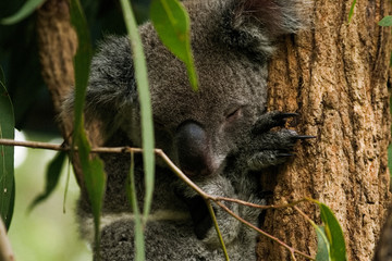 Koala Bear Australia sleeping