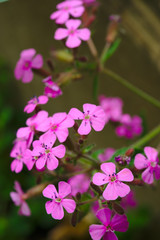 Fototapeta na wymiar fleurs de saponaires rose dites à feuilles de Basilic (Caryophyllaceae). Herbe à savon