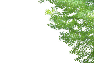 Fototapeta premium 銀杏の木