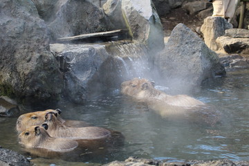 カピバラの温泉
