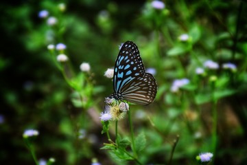 Blue and Black Butterfly on flowers