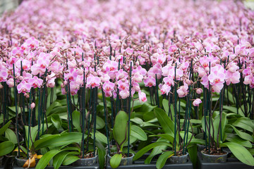 dutch greenhouse with mass cultivation of pink orchids in holland